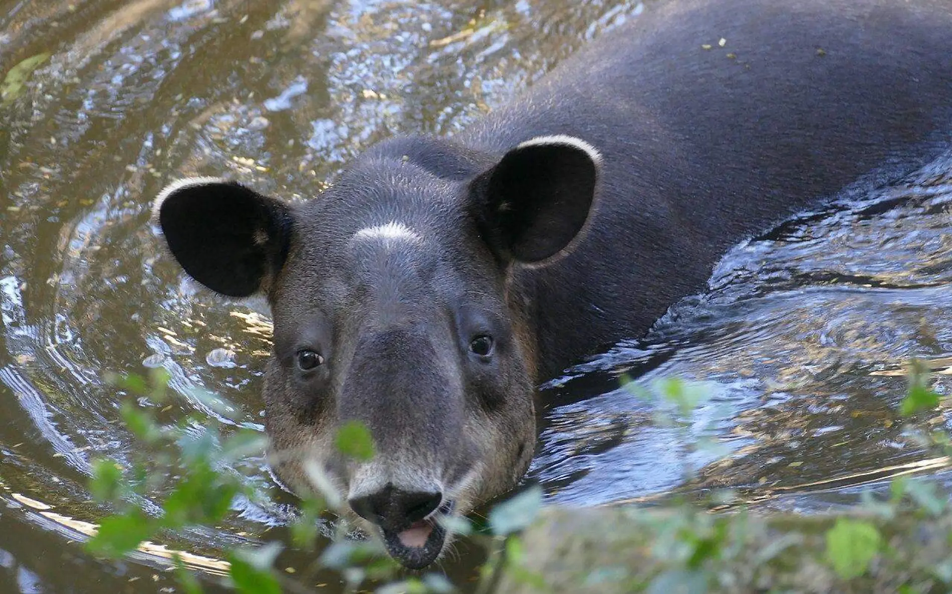 Tapir centroamericano